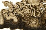 Swirling, Polished Chocolate Calcite Slab - Pakistan #323259-2